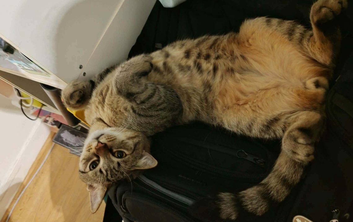 Chichi jeune chat à l'adoption avec les Amis d'Ivar