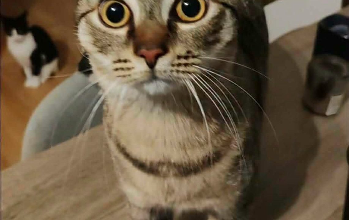 Chichi jeune chat à l'adoption avec les Amis d'Ivar