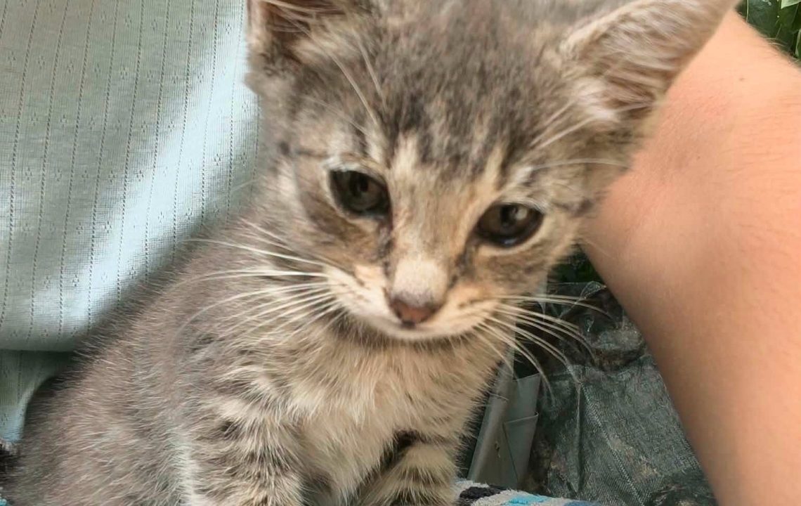 chipie est un chaton visible sur genech à l'adoption avec les amis d'ivar