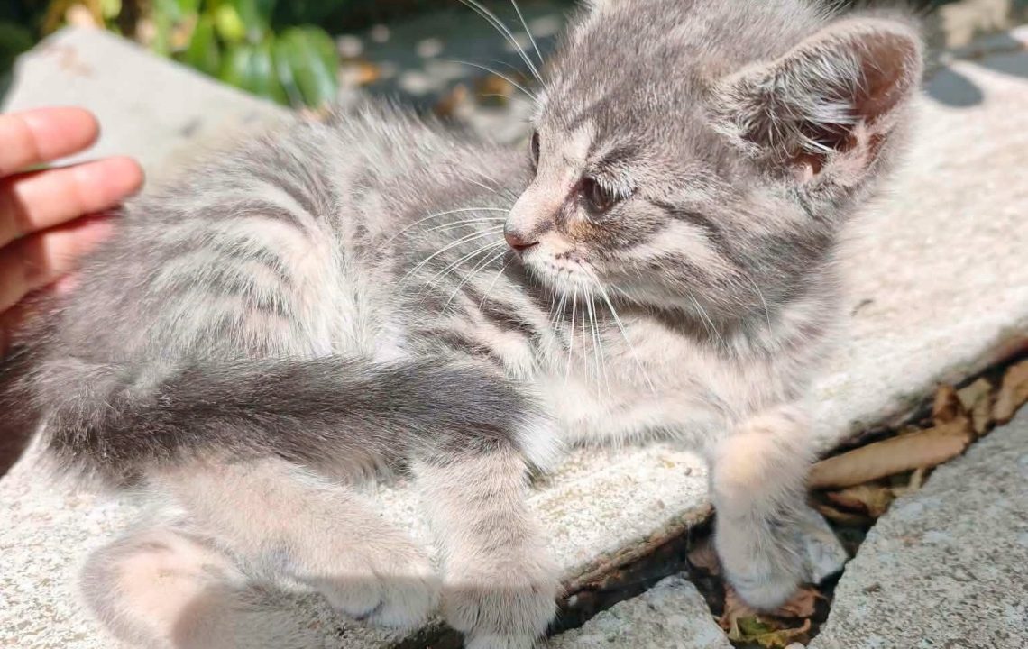 chipie est un chaton visible sur genech à l'adoption avec les amis d'ivar