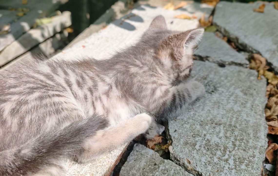 chipie est un chaton visible sur genech à l'adoption avec les amis d'ivar