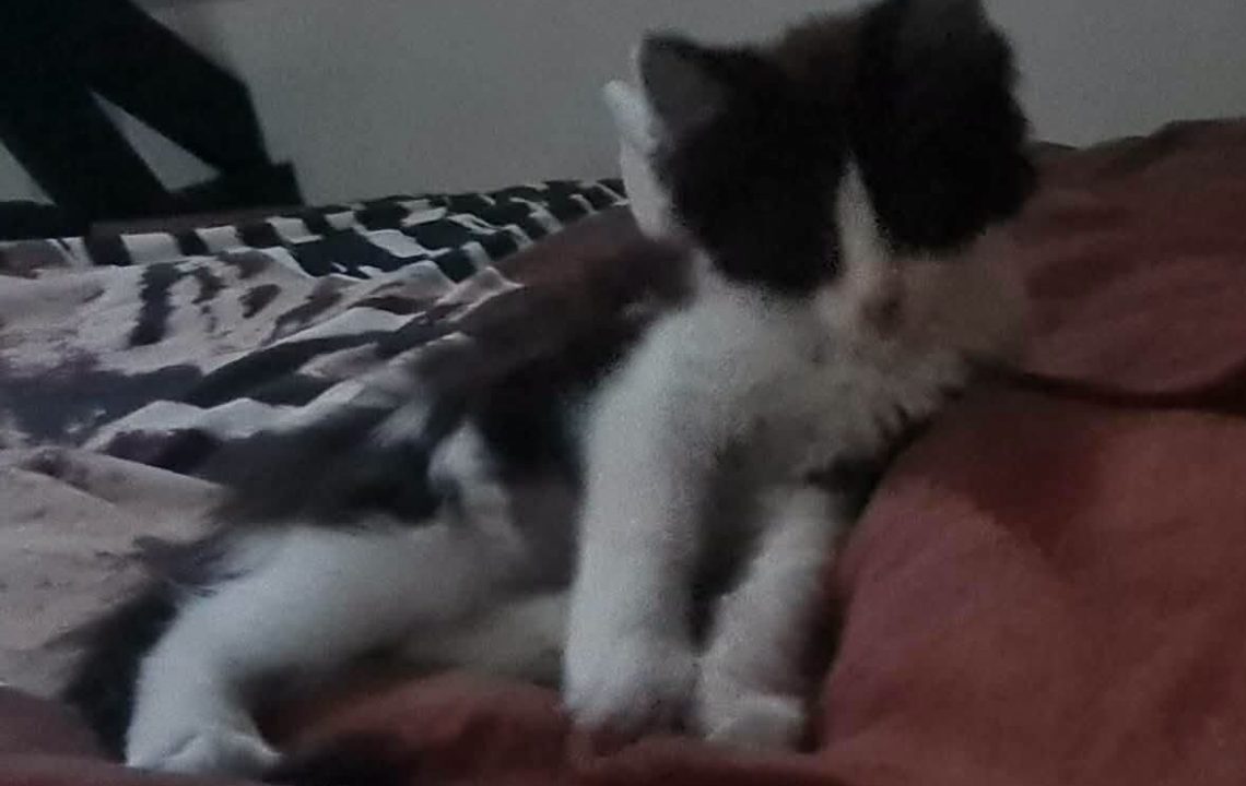 simba chaton de fins àl'adoption avec les amis 'ivar
