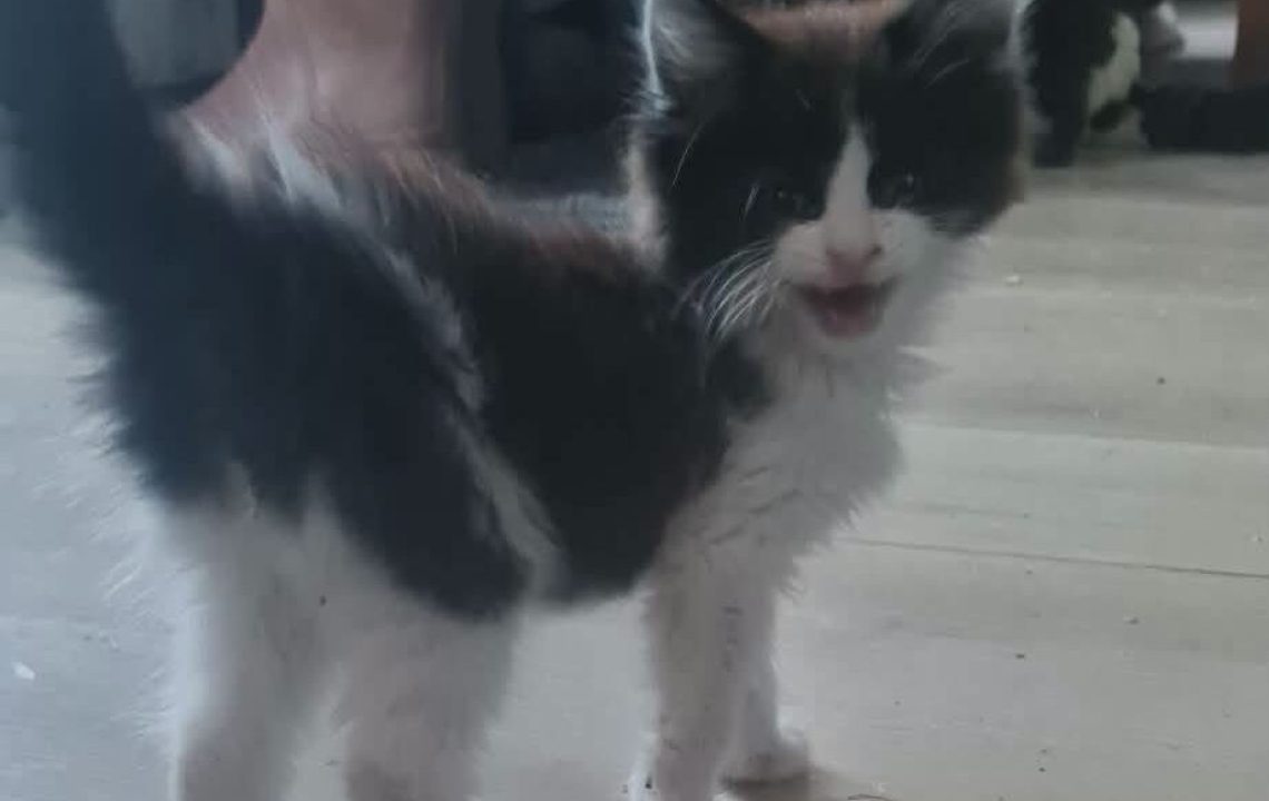simba chaton de fins àl'adoption avec les amis 'ivar