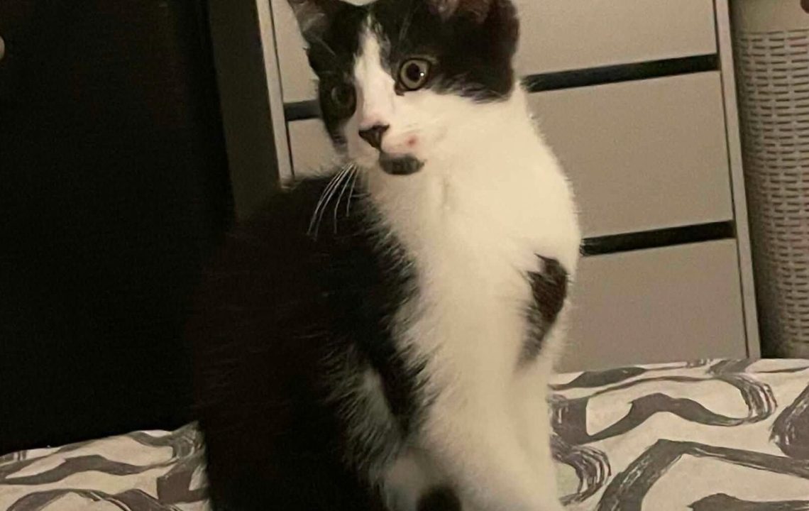 Domino chaton dynamique Ă l'adoption avec les amis d'ivar