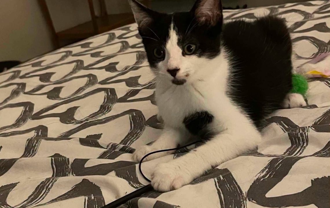 Domino chaton dynamique Ă l'adoption avec les amis d'ivar