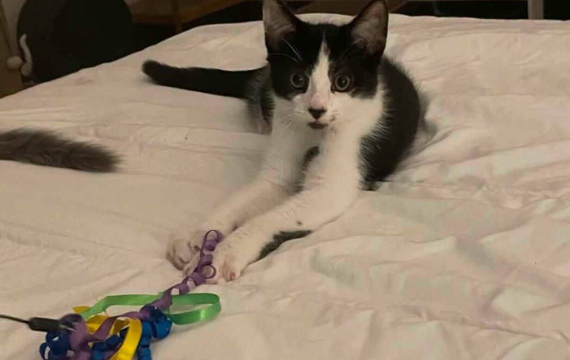 Domino chaton dynamique Ă l'adoption avec les amis d'ivar