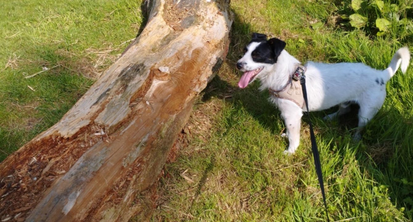 Plumpong_Les_amis_D_Ivar_association_Chien_adoption