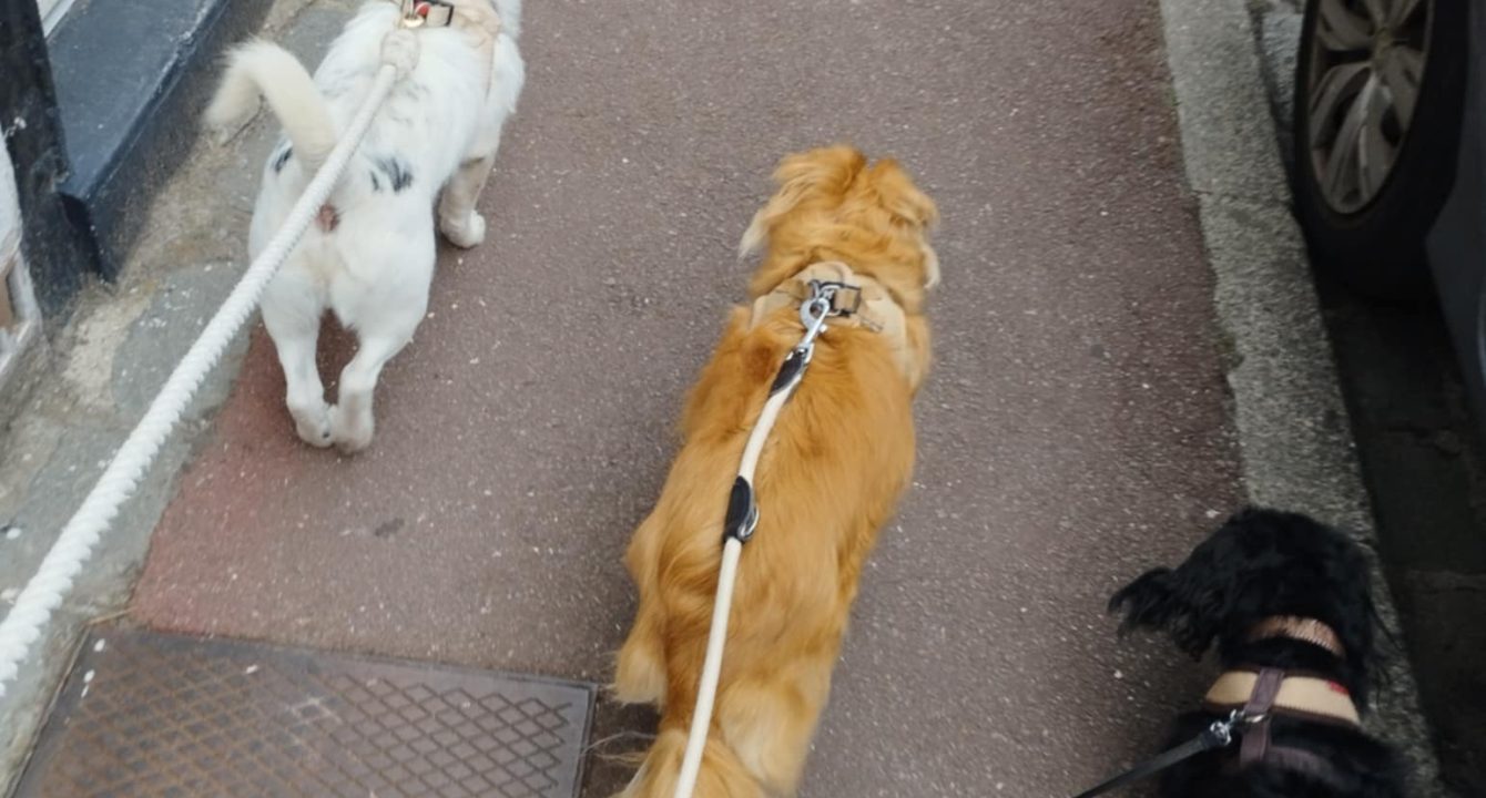 Plumpong_Les_amis_D_Ivar_association_Chien_adoption