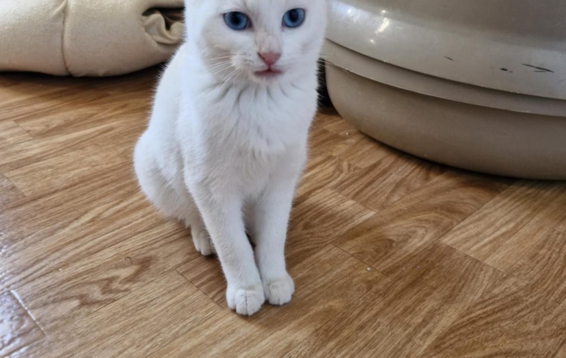 Shaun regarde l'objectif. A l'adoption sous l'association les amis d'Ivar dans la catégorie chat.