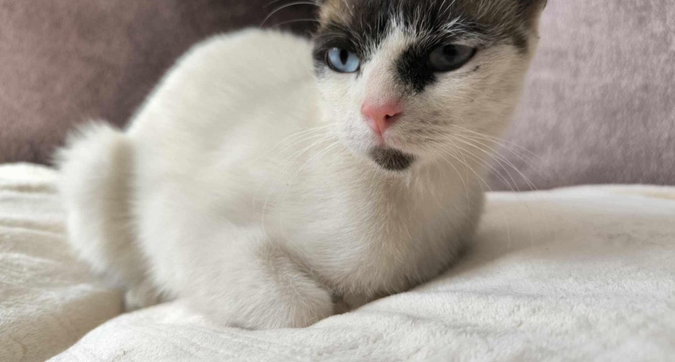 Oust_Les_amis_D_Ivar_association_chat__chat_male_europeen_tigre_adoption