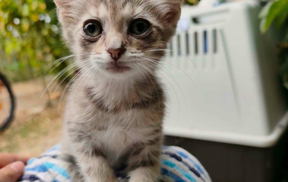 Feli chaton à l'adoption avec les amis d'ivar à Genech