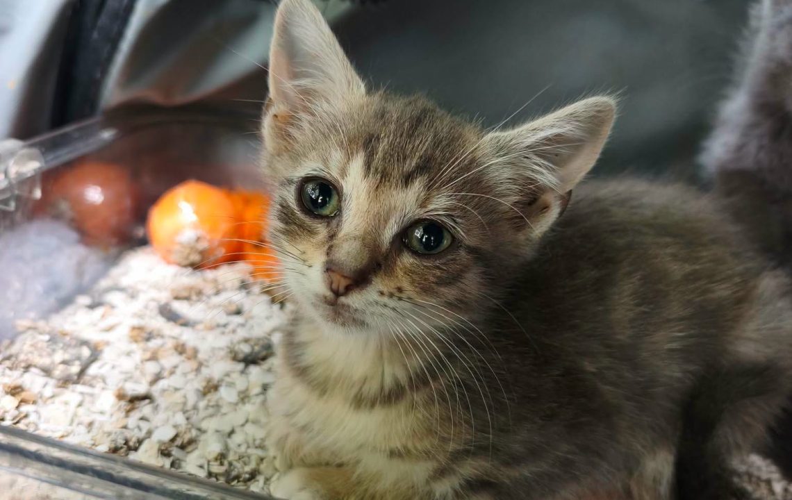 feli-chaton-adoption-amis-d-ivar2