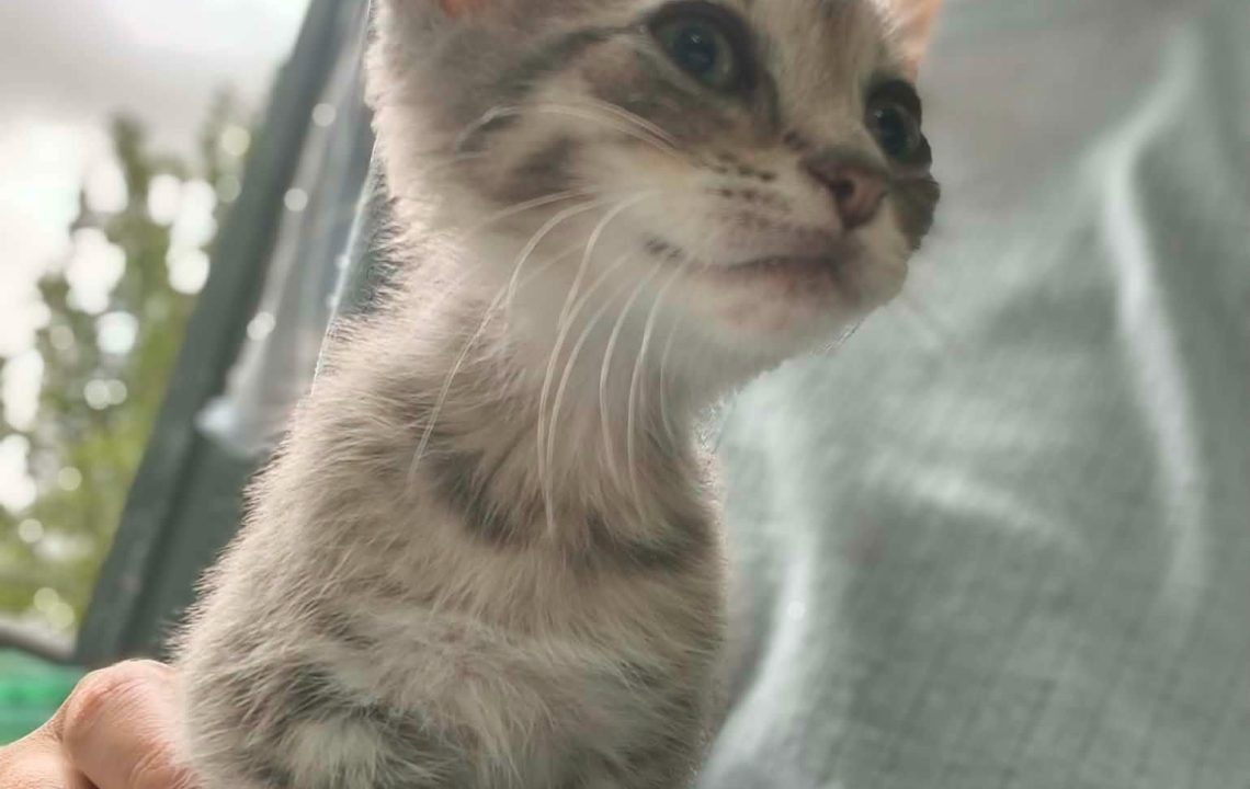 Feli chaton à l'adoption avec les amis d'ivar à Genech