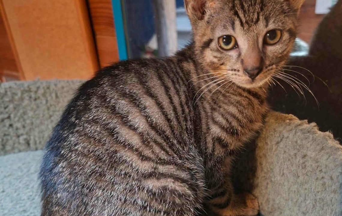 Gribouille chaton à l'adoption avec les amis d'ivar