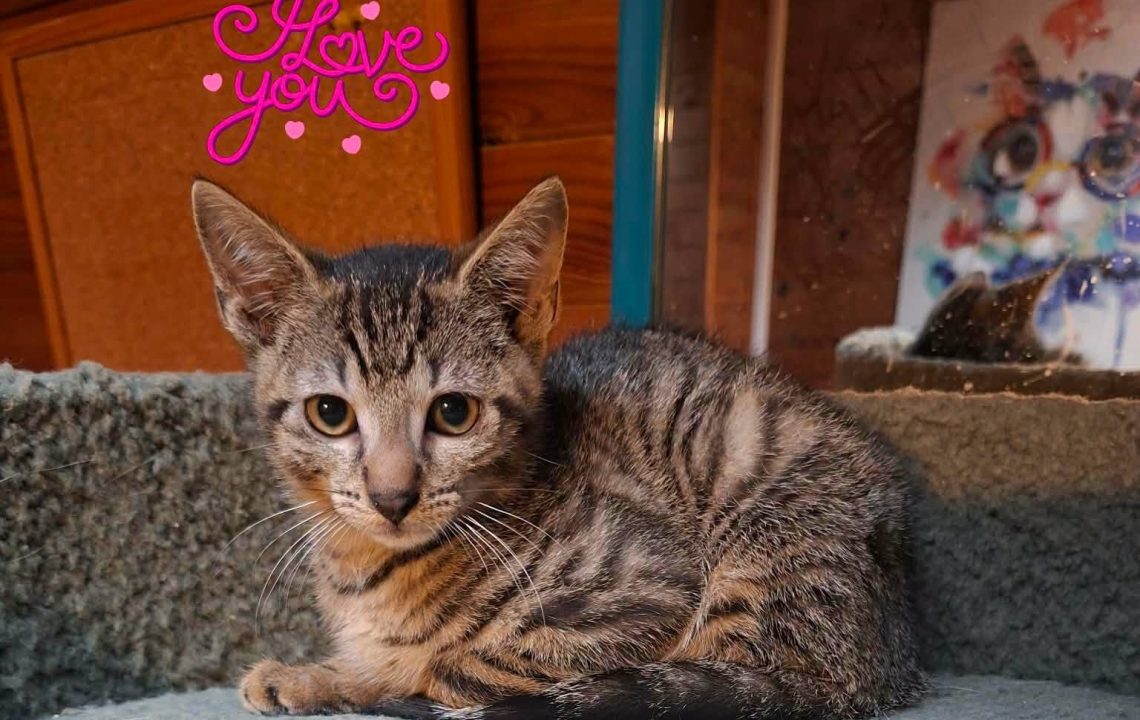 Gribouille chaton à l'adoption avec les amis d'ivar