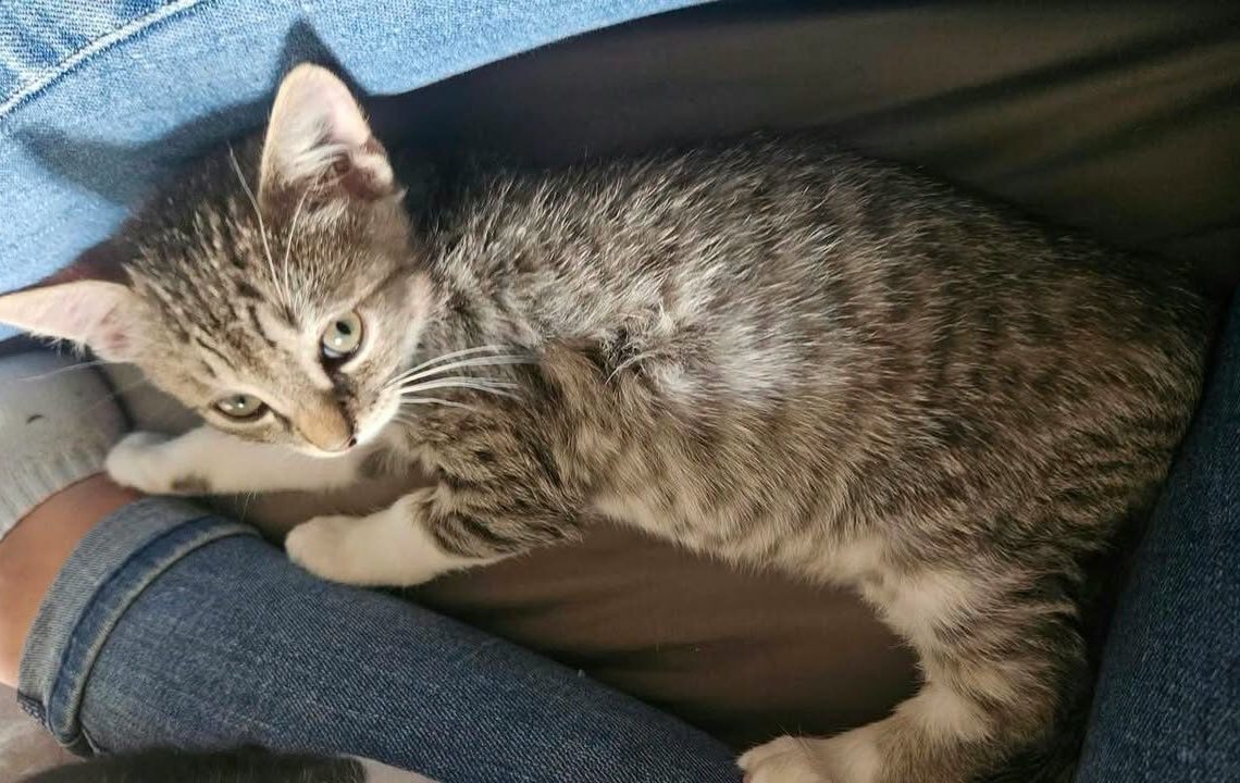 inaya à l 'adoption avec les amis d'ivar