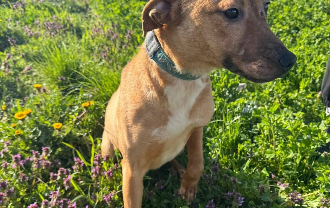 Sauvons Leslie actuellement à l'adoption avec les amis d'Ivar