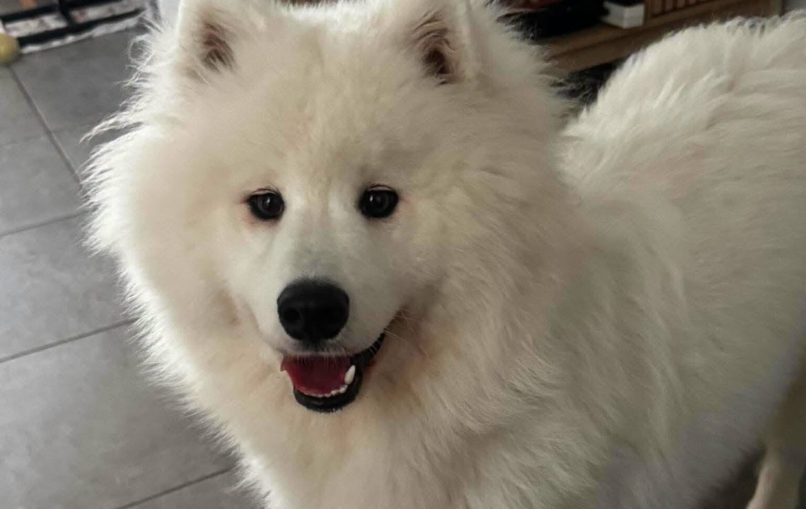 Lili chienne à l'adoption avec les Amis d'Ivar
