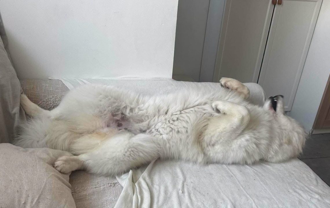 Lili chienne à l'adoption avec les Amis d'Ivar