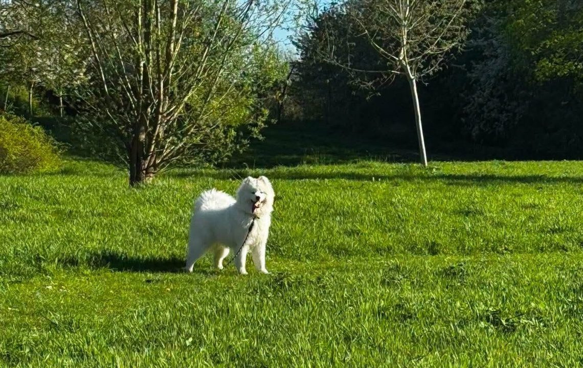 Lili chienne à l'adoption avec les Amis d'Ivar