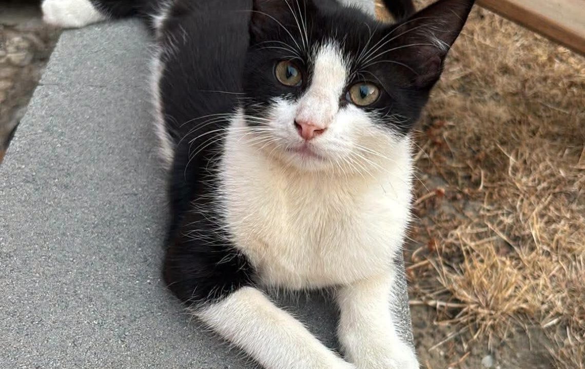 Loly chaton visible à provin à l'adoption avec les amis d'ivar