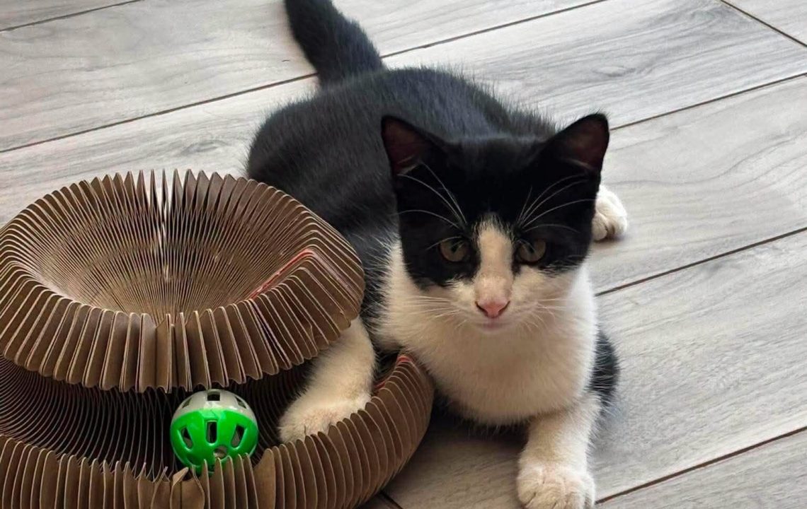 Loly chaton visible à provin à l'adoption avec les amis d'ivar