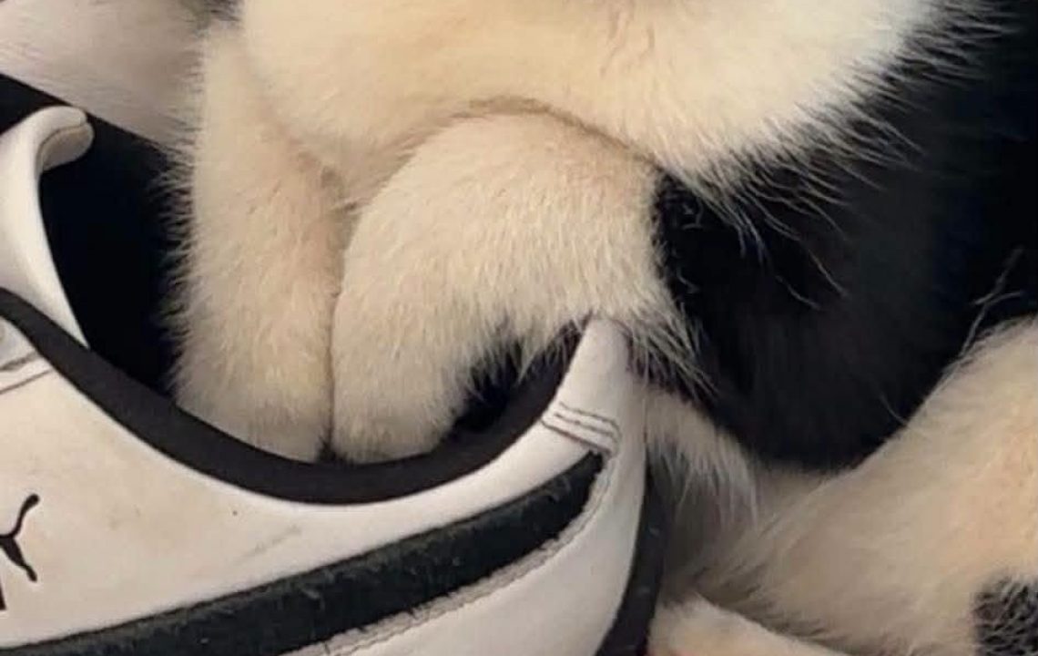 Loly chaton visible à provin à l'adoption avec les amis d'ivar