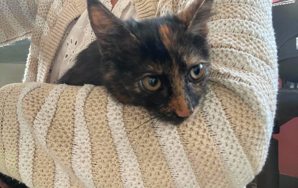 Louna chaton à l'adoption à Tourmignies avec les amis d'ivar