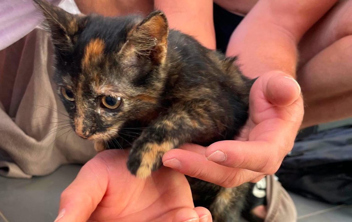 Louna chaton à l'adoption à Tourmignies avec les amis d'ivar