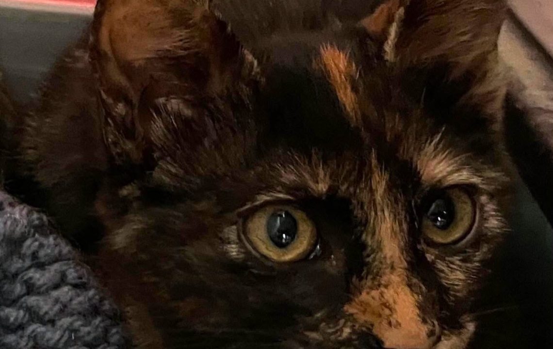 Louna chaton à l'adoption à Tourmignies avec les amis d'ivar
