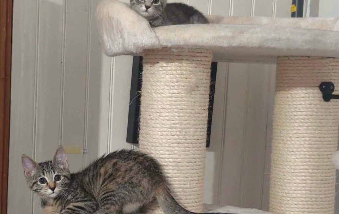Luna et lova à l'adoption à valenciennes avec les amis d'ivar
