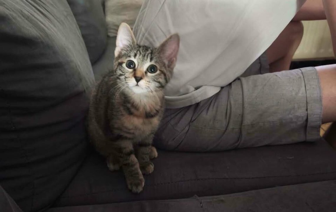 luna-lova-chat-amis-d-ivar-valenciennes2