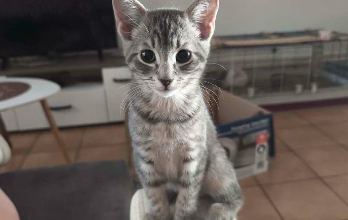 luna-lova-chat-amis-d-ivar-valenciennes3