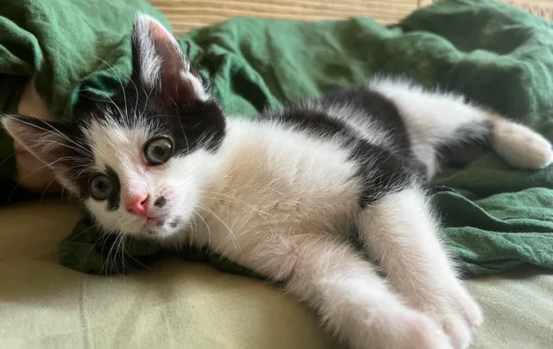 Marie chaton à l'adoption qui adore les chiens et les lapins