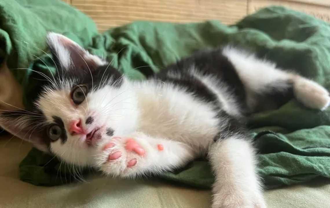 Marie chaton à l'adoption qui adore les chiens et les lapins