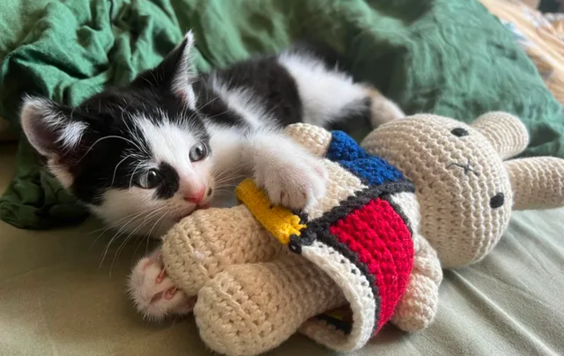 Marie chaton à l'adoption qui adore les chiens et les lapins
