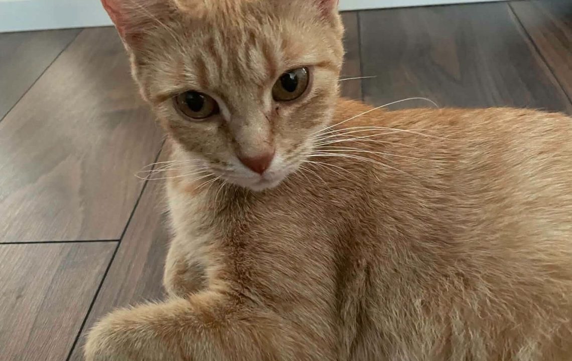 Melba chat à l'adoption avec les amis d'ivar