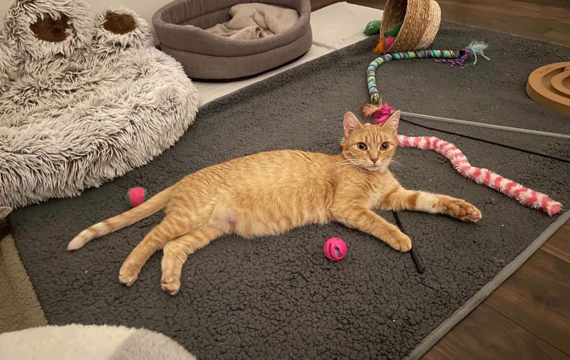 Melba chat à l'adoption avec les amis d'ivar