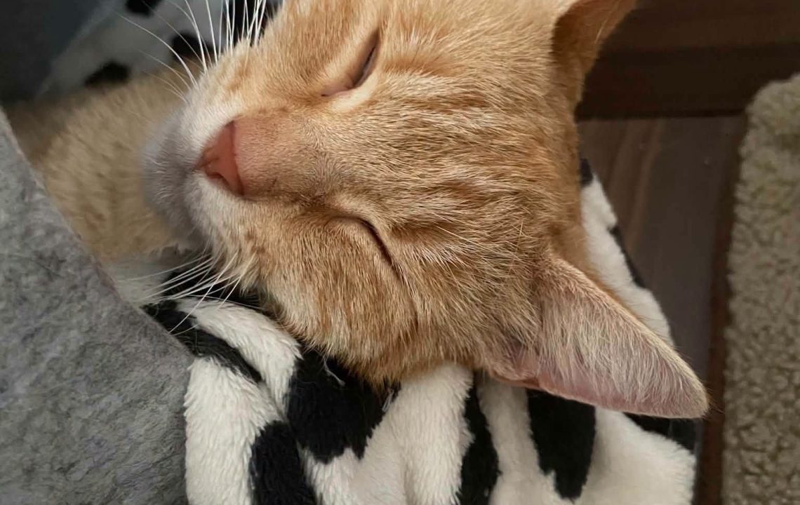 Melba chat à l'adoption avec les amis d'ivar