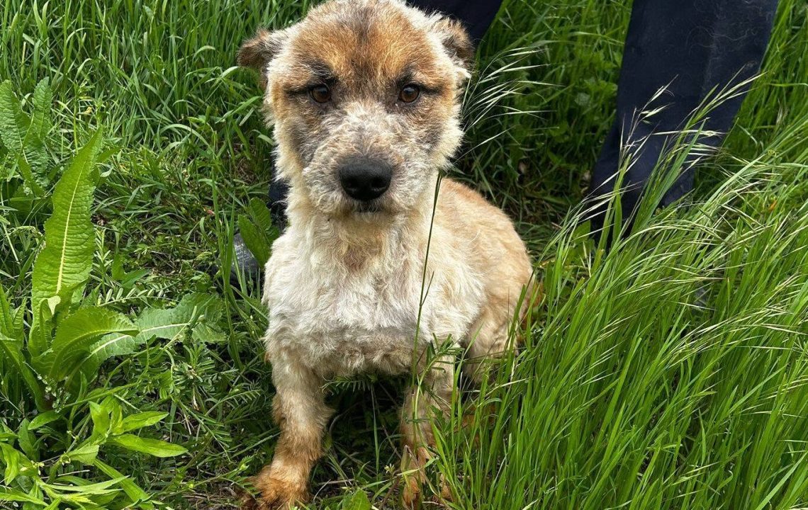 Milow chien rescapé à la recherche de sa famille
