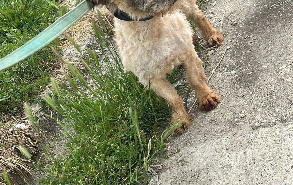 Milow chien rescapé à la recherche de sa famille