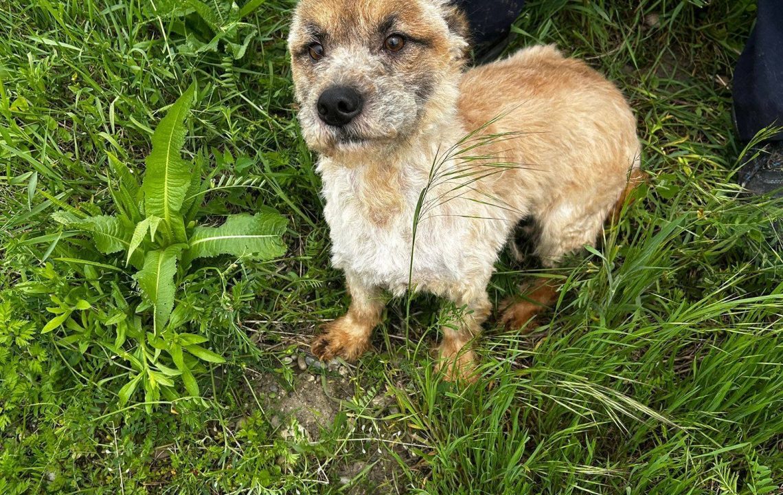 Milow chien rescapé à la recherche de sa famille
