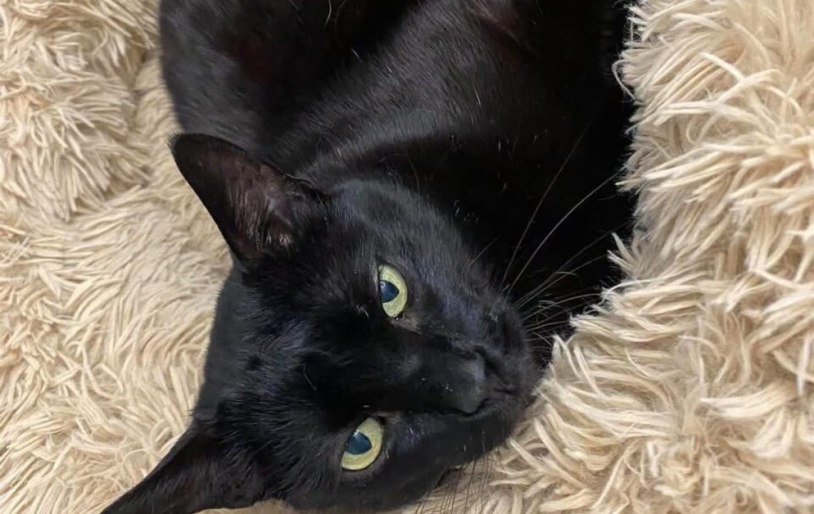 Moustique chat à l'adoption avec les amis d'ivar