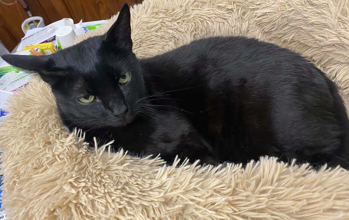 Moustique chat à l'adoption avec les amis d'ivar