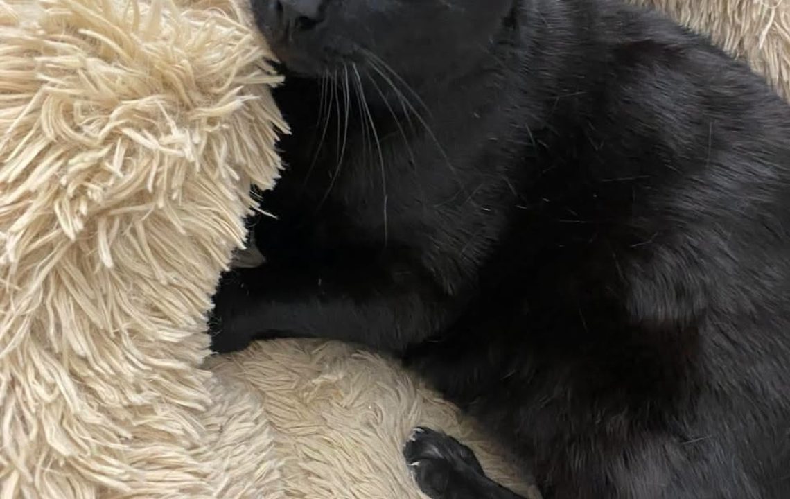 Moustique chat à l'adoption avec les amis d'ivar