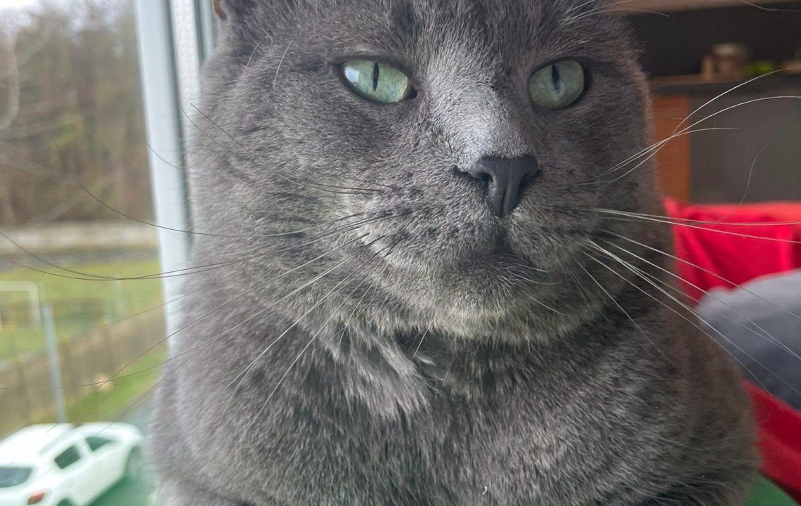 Mr Poussière prêt à ronronner dans sa nouvelle famille avec les amis d'Ivar
