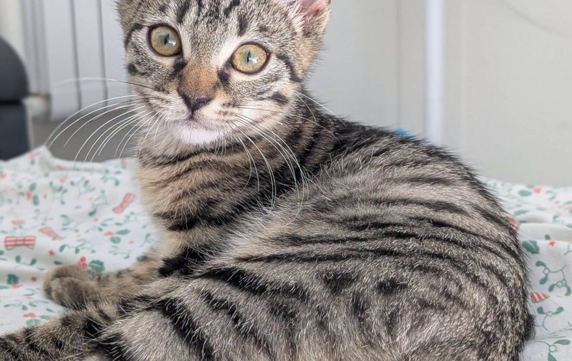 myrtille chat à l'adoption avec les amis d'ivar