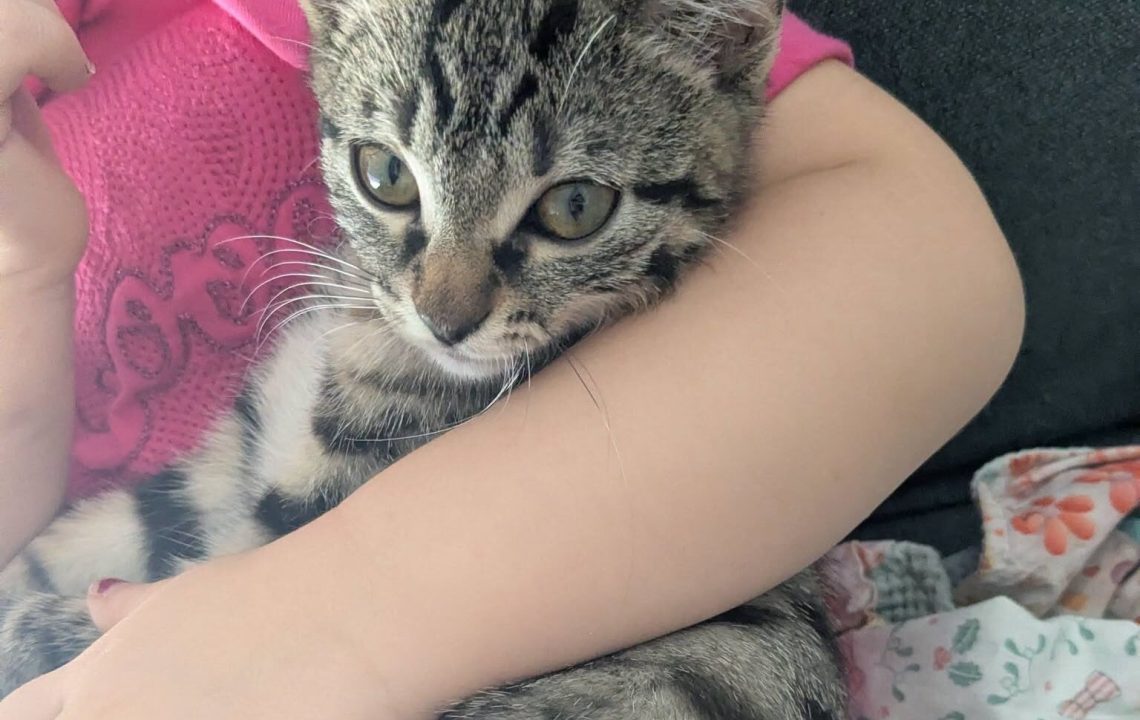 myrtille chat à l'adoption avec les amis d'ivar