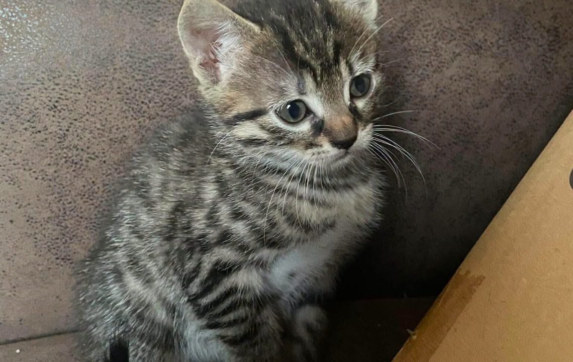Myrtille une adorable petite femelle tigrée au caractère bien affirmé