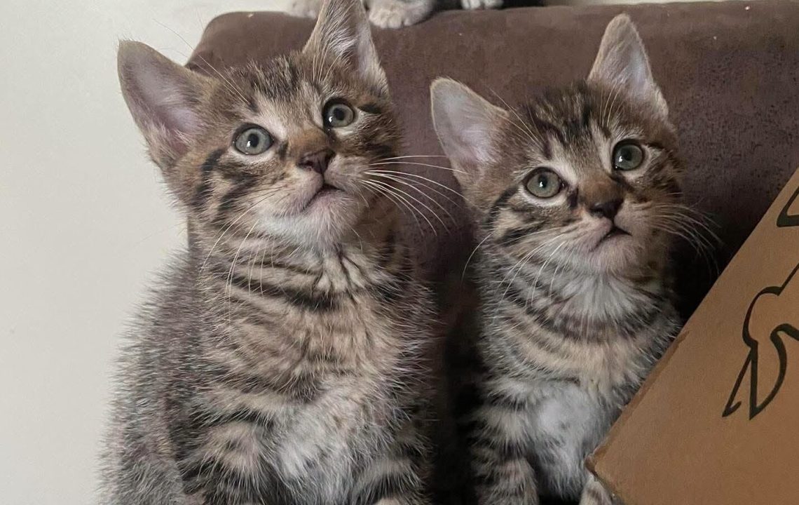 Myrtille une adorable petite femelle tigrée au caractère bien affirmé